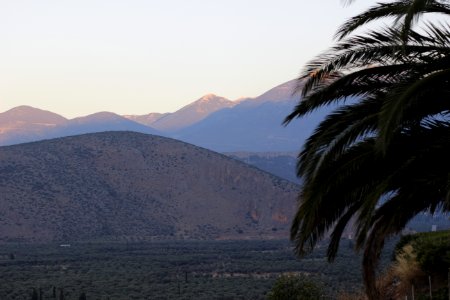 Delphi, Greece, Palmtrees