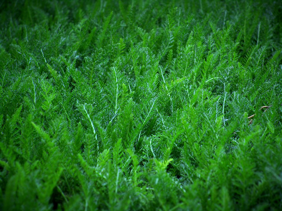 Plant, Dark, Forest