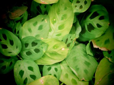Plant, Green, Dark