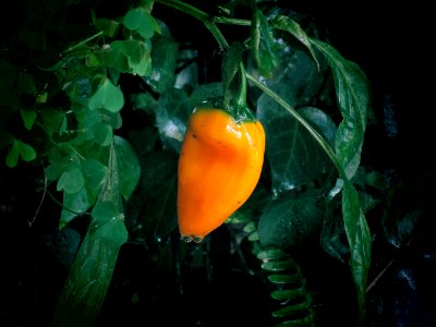 Winter, Cold, Orange
