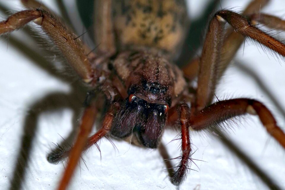Arachnophobia frightening arachnid