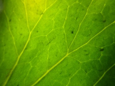 Wallpaper, Green, Nature