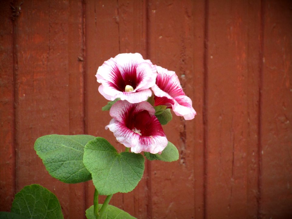 Garden, Nature, Flowers