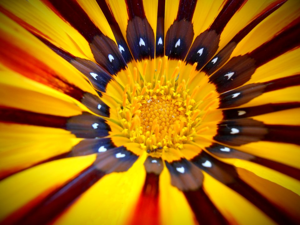Nature, Petal, Flower
