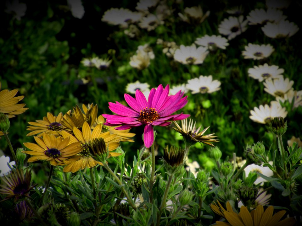 Flowery, Life, Nature
