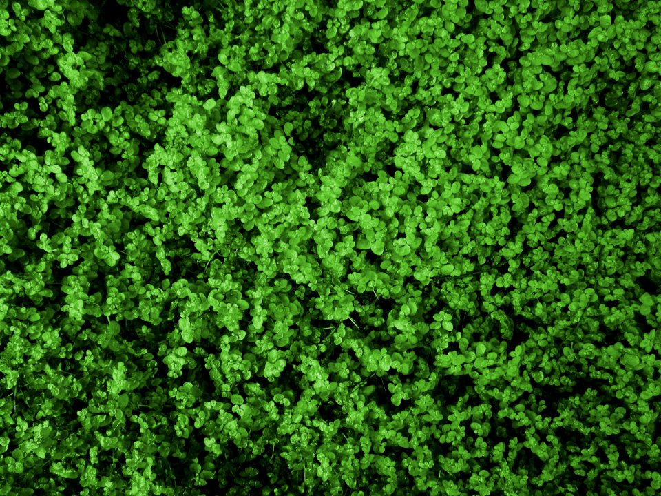 Wallpaper, Life, Green