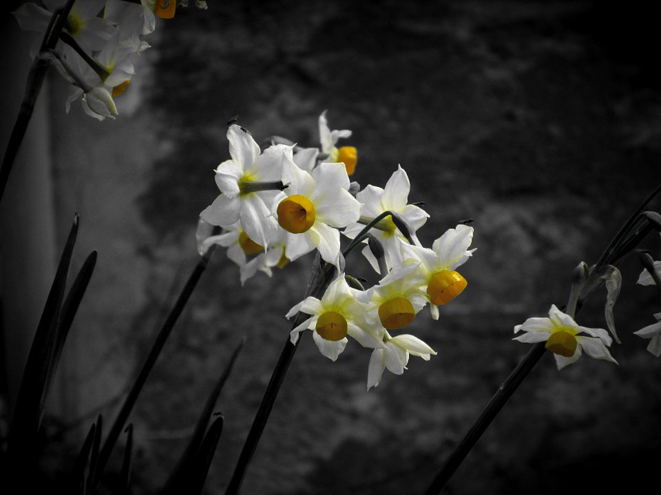 Flower, Color, Yellow