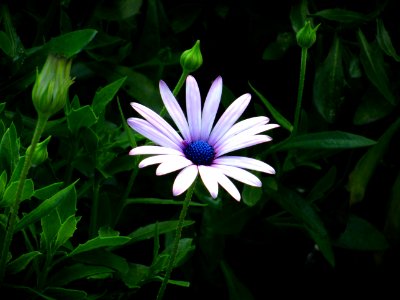 pink petaled flowers