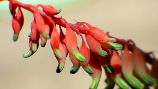 Cocoon, Nature, Plant photo