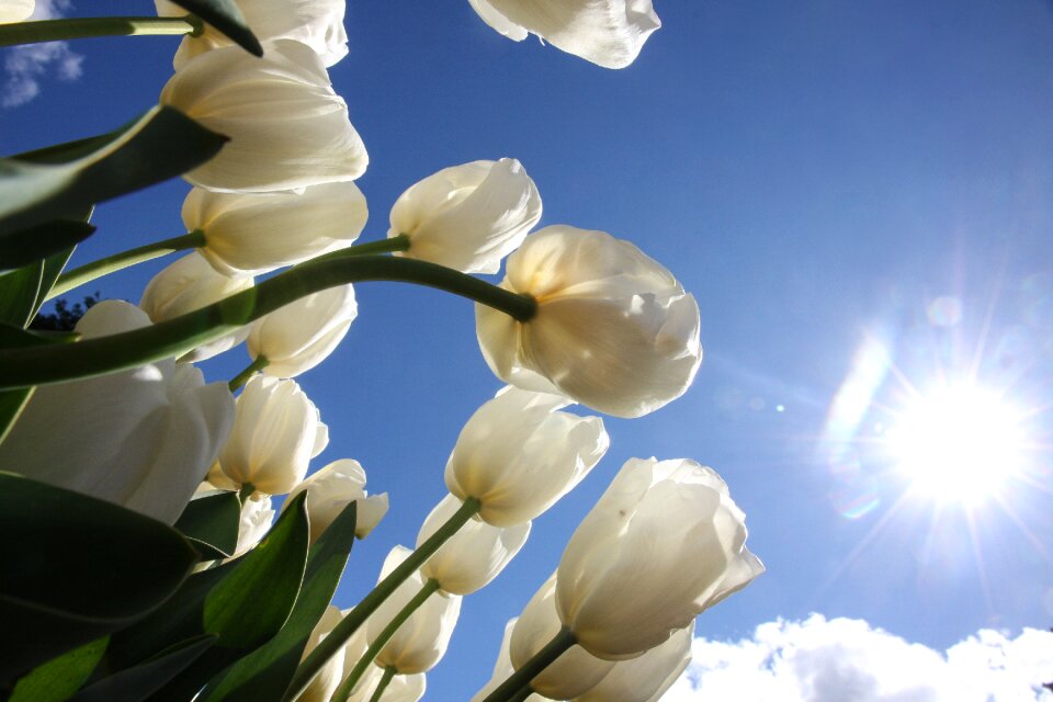 Look up nature flower