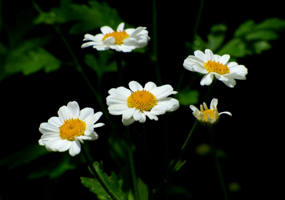 Nature, Plant, Spring