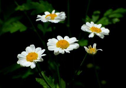 Nature, Plant, Spring