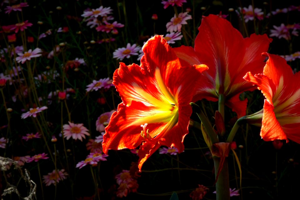 Nature, Plant, Spring