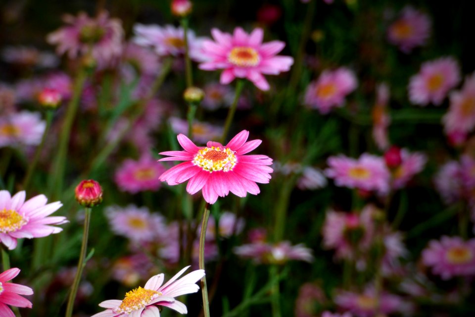 Pink, Spring, Flora