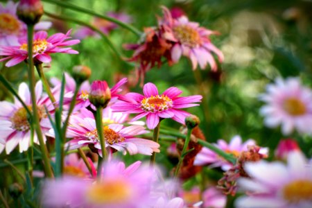 Spring, Flora, Pollen
