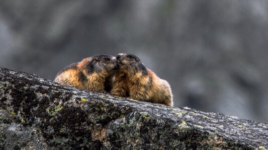 Rodent animal nature