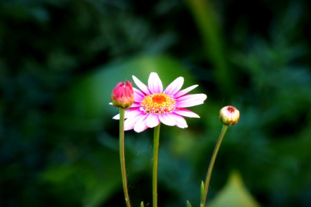 Flora, Nature, Pollen