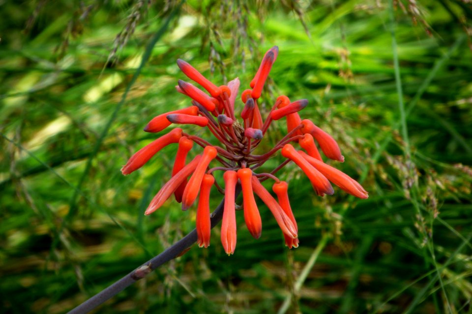 Cocoon, Flora, Plant