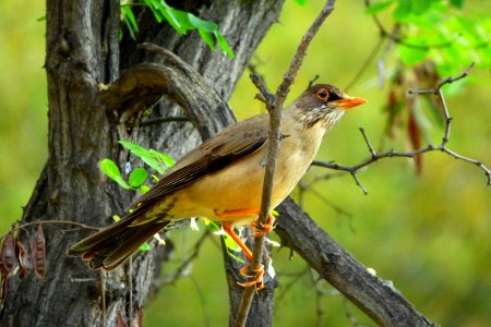 Fauna, Tree, Look