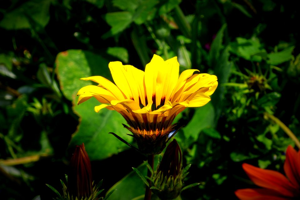 Flora, Petal, Nature