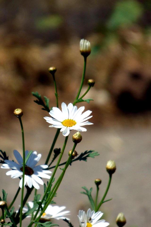 Nature, White, Pollen
