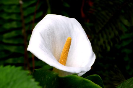 White, Plant, Pollen