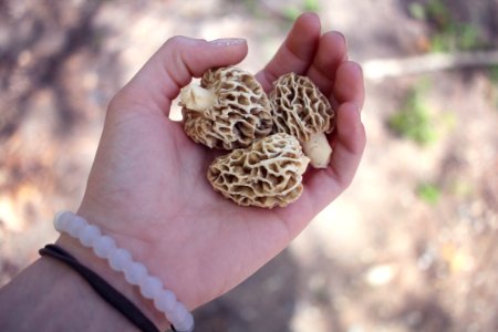 Wild mushrooms, Spring foraging, Living off the l