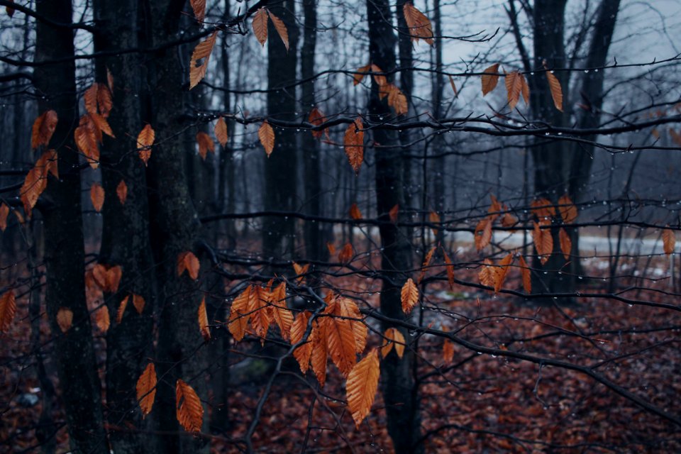 Gaylord, United states, Forest