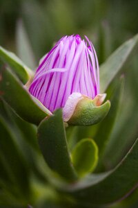 Macro plant purple flowers photo