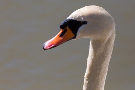 Swan animal bird photo