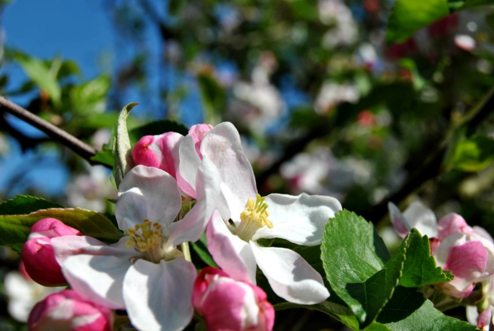 Goodworth clatford, United kingdom, Spring