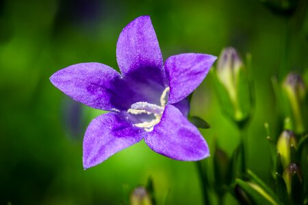 Dalmatian bellflower sepals blossom photo