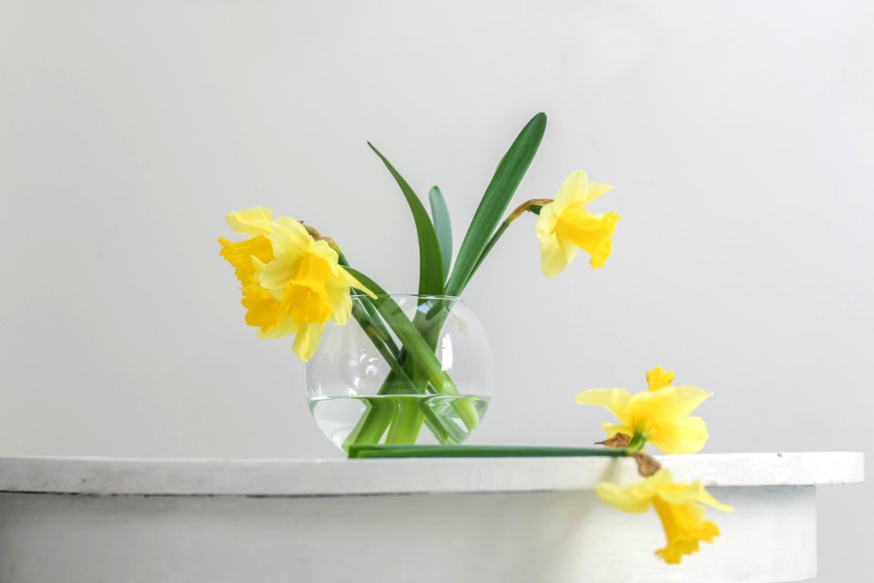 yellow flower inside vase beside wall