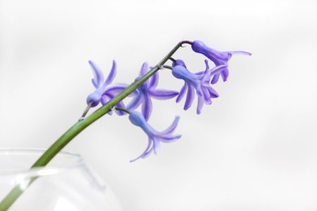 close-up photo of purple petaled flower photo