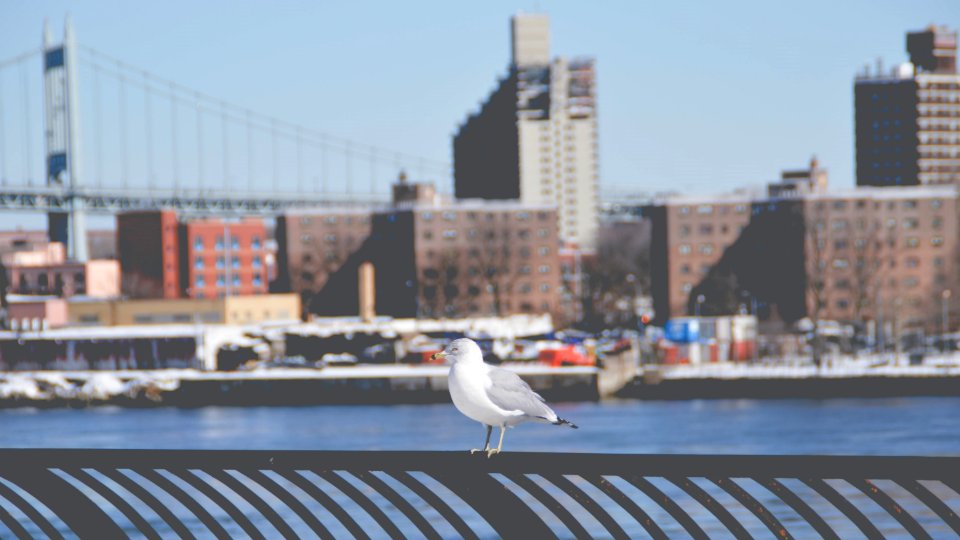 New york, East river, United states photo