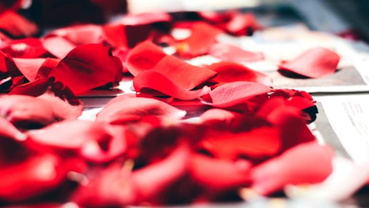 rose petals on top of white printed paper photo