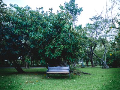 Queen sirikit park, Bangkok, Thail photo