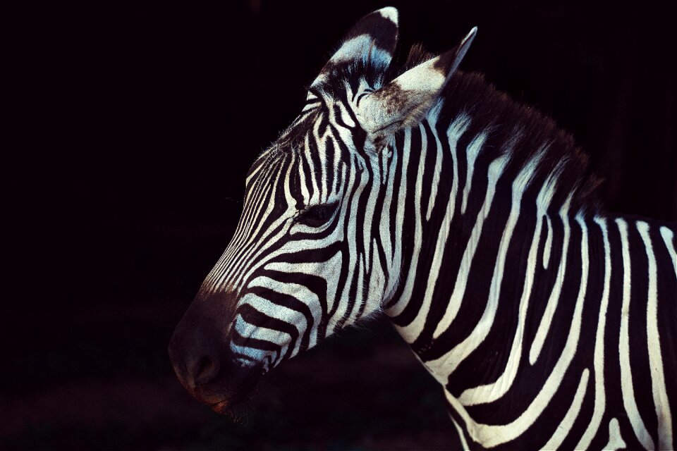 Savanna stripes wildlife