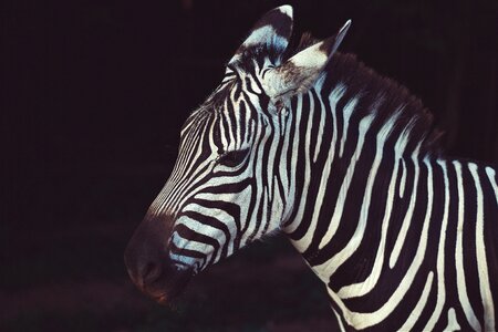 Savanna stripes wildlife