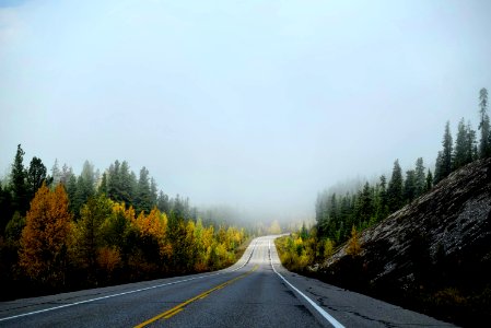 free roadway between trees photo