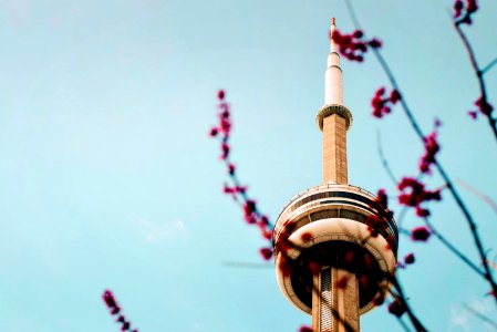 Pink blossom branch against clear blue sky background in front of CN Tower, Toronto photo