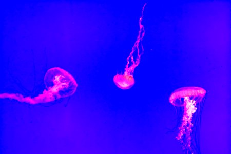 three jellyfishes on body of water
