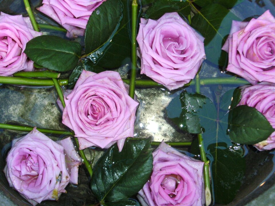 Flowers beautiful denmark