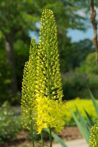 Steppe candle yellow flowers garden