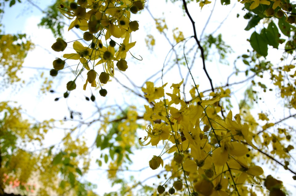 Flower, Tree