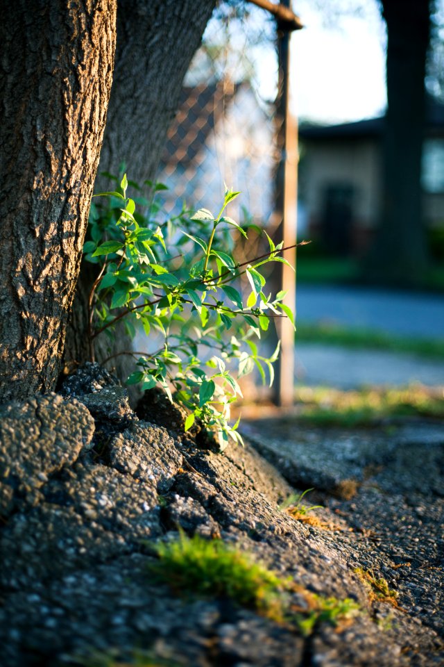 Green, Reclaim, Close