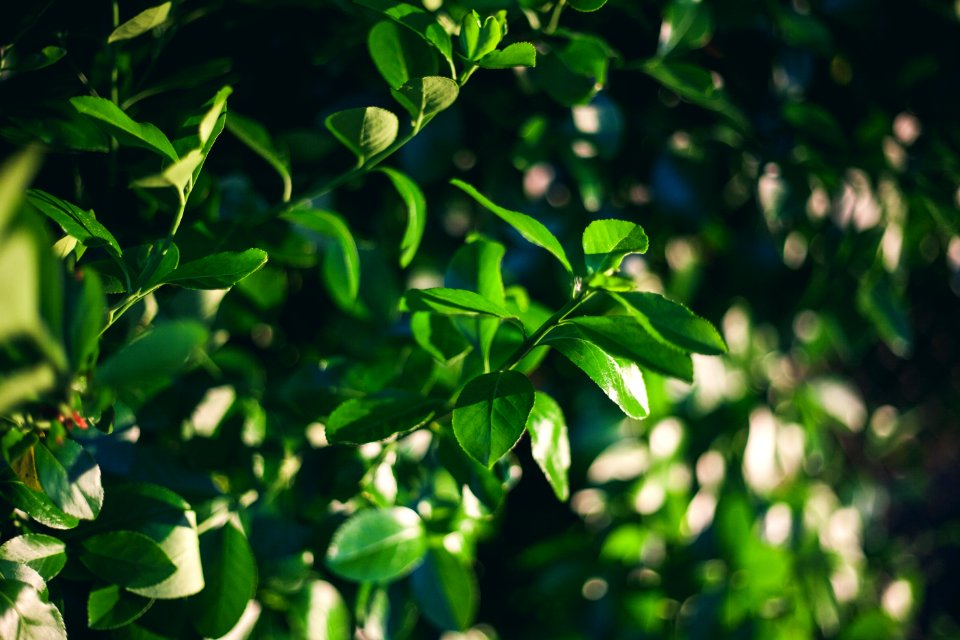 Background, Plants, Plant