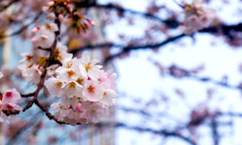 Fukui prefecture, Japan