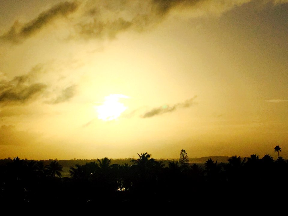 Golden, Yellow, Palm trees