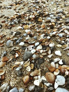 Tybee isl, United states, Rocks